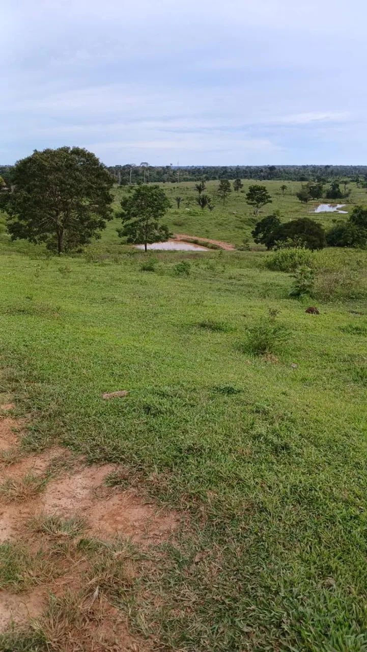 Colônia  - Foto 2