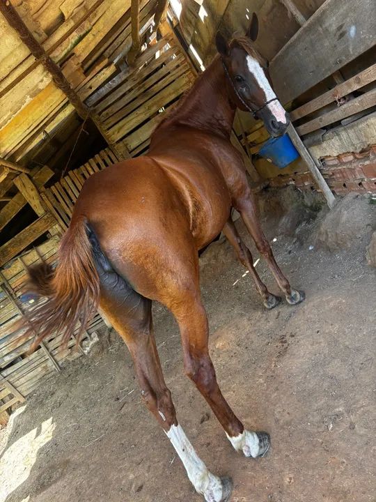 Mangalarga mineira marcha picada - Foto 2