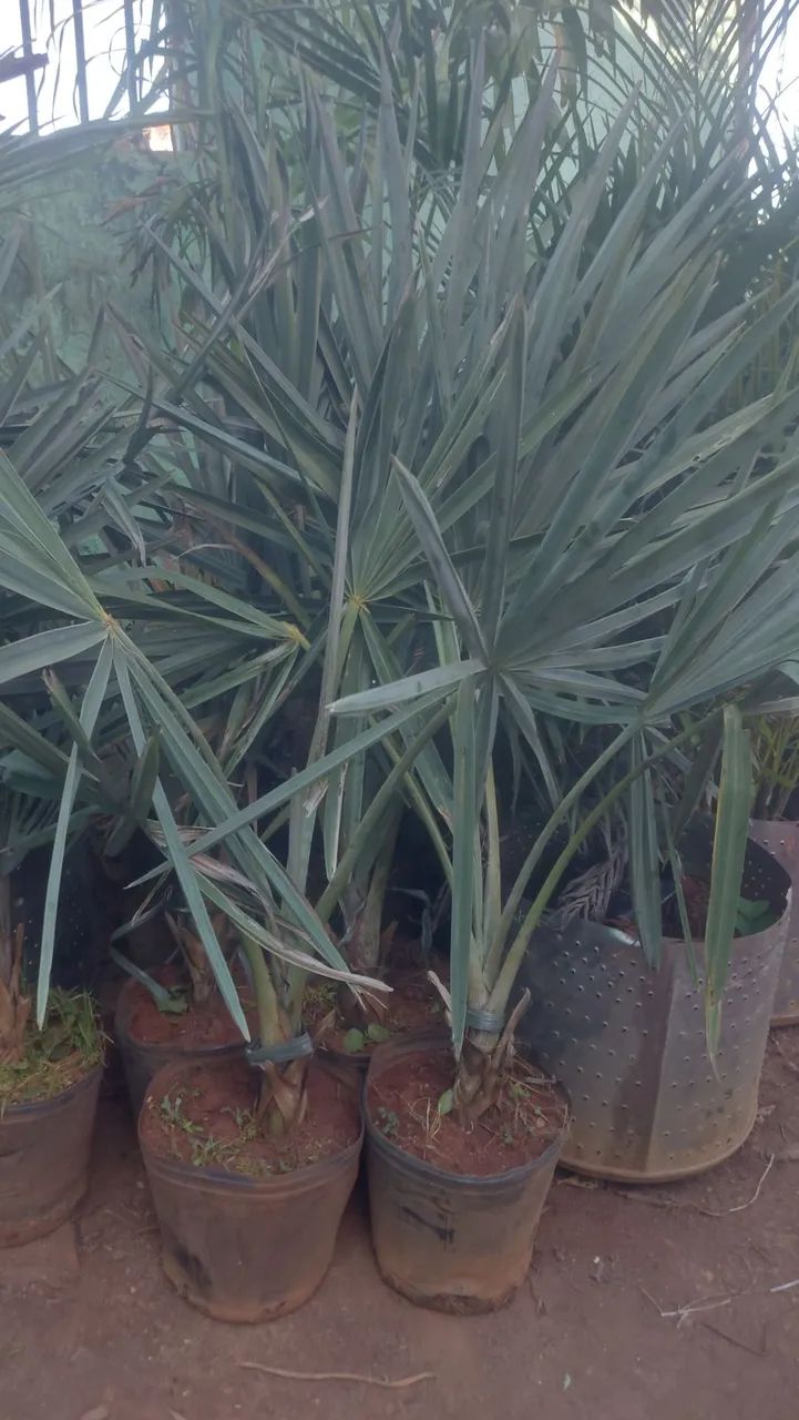 Palmeira carpentaria e bismack ,para Jardim - Mudas - Foto 2