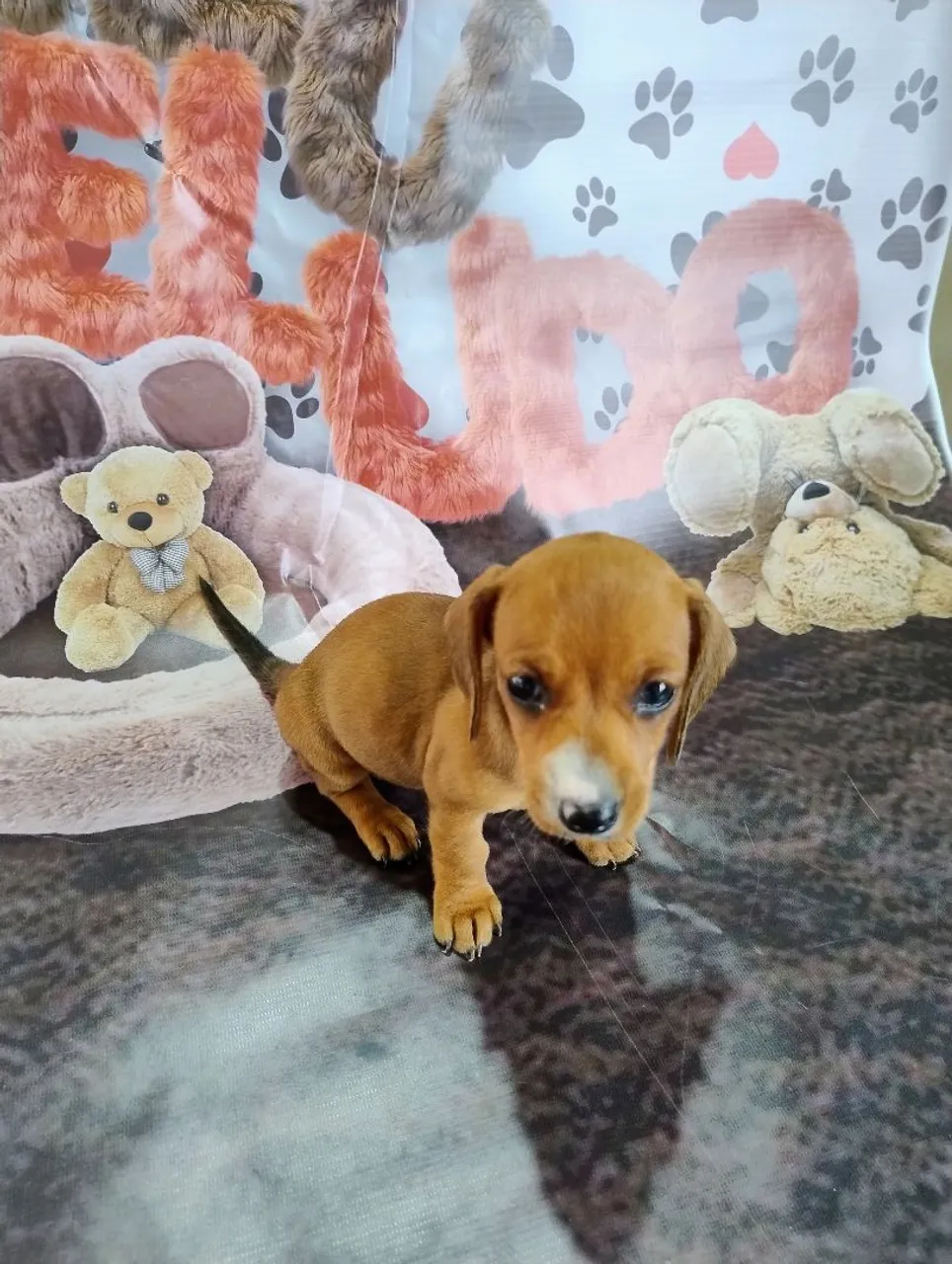 Lindas fêmeas Basset teckel anão disponíveis