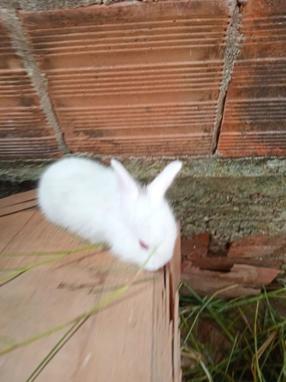 Venda de Coelhinho fofinho  - Foto 3