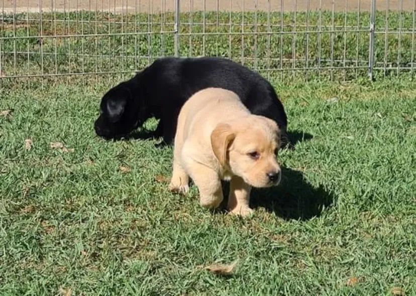 Labrador - graciosos