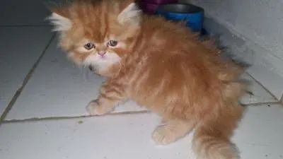 Gatinhos Persa  - Foto 3