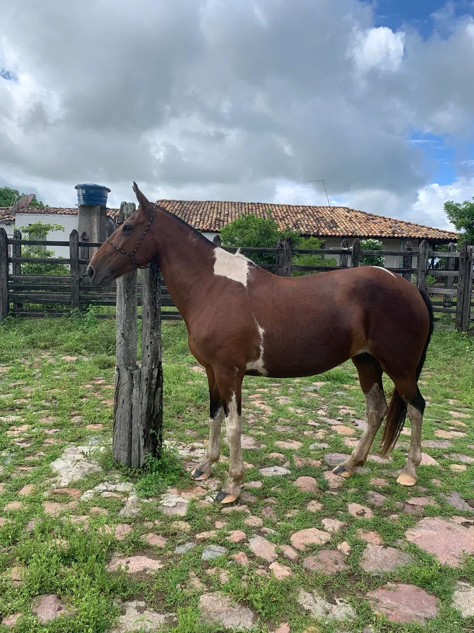 Égua Campolina  - Foto 2