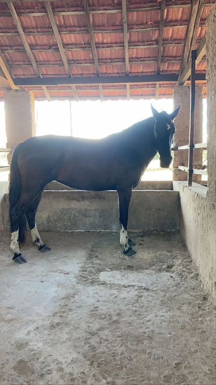 Égua Mangalarga Marchador - Foto 5