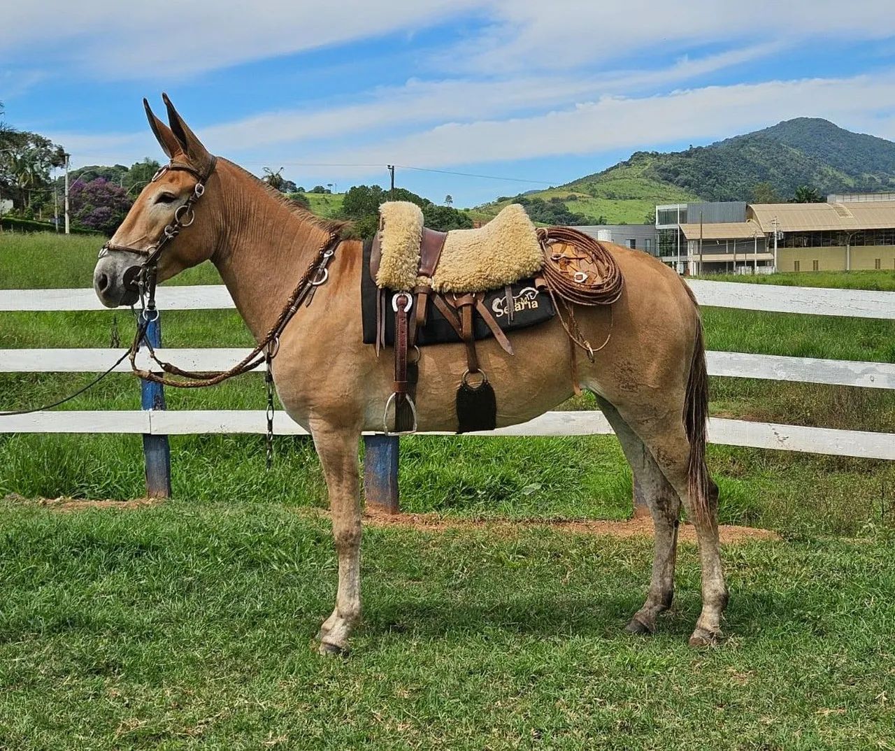 Mula mansa de confiança! - Foto 2