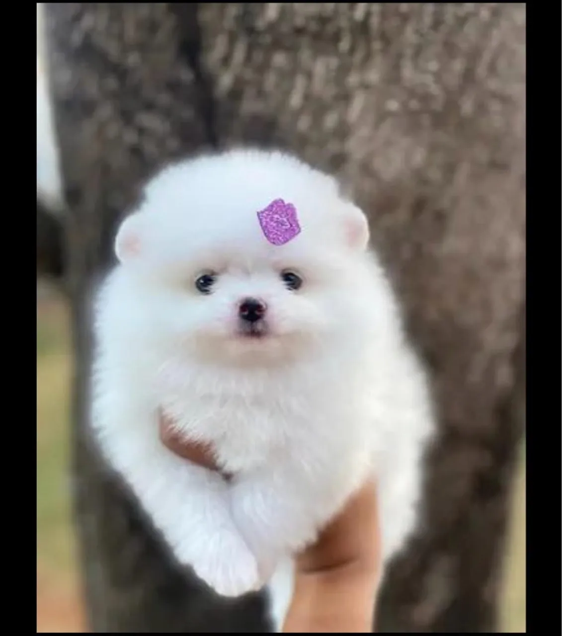 Venha escolher seu lindo spitz filhotes ursinho acompanha garantia e microchipagem !