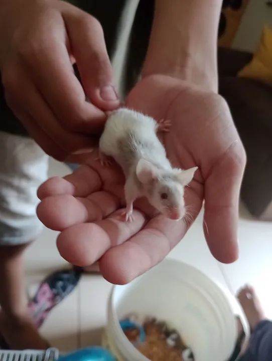 Vende-se filhotes de rato de laboratório  - Foto 4