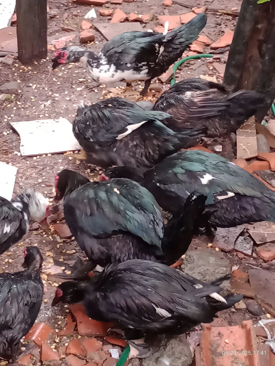 Patos Muscovy para Criação ou abate