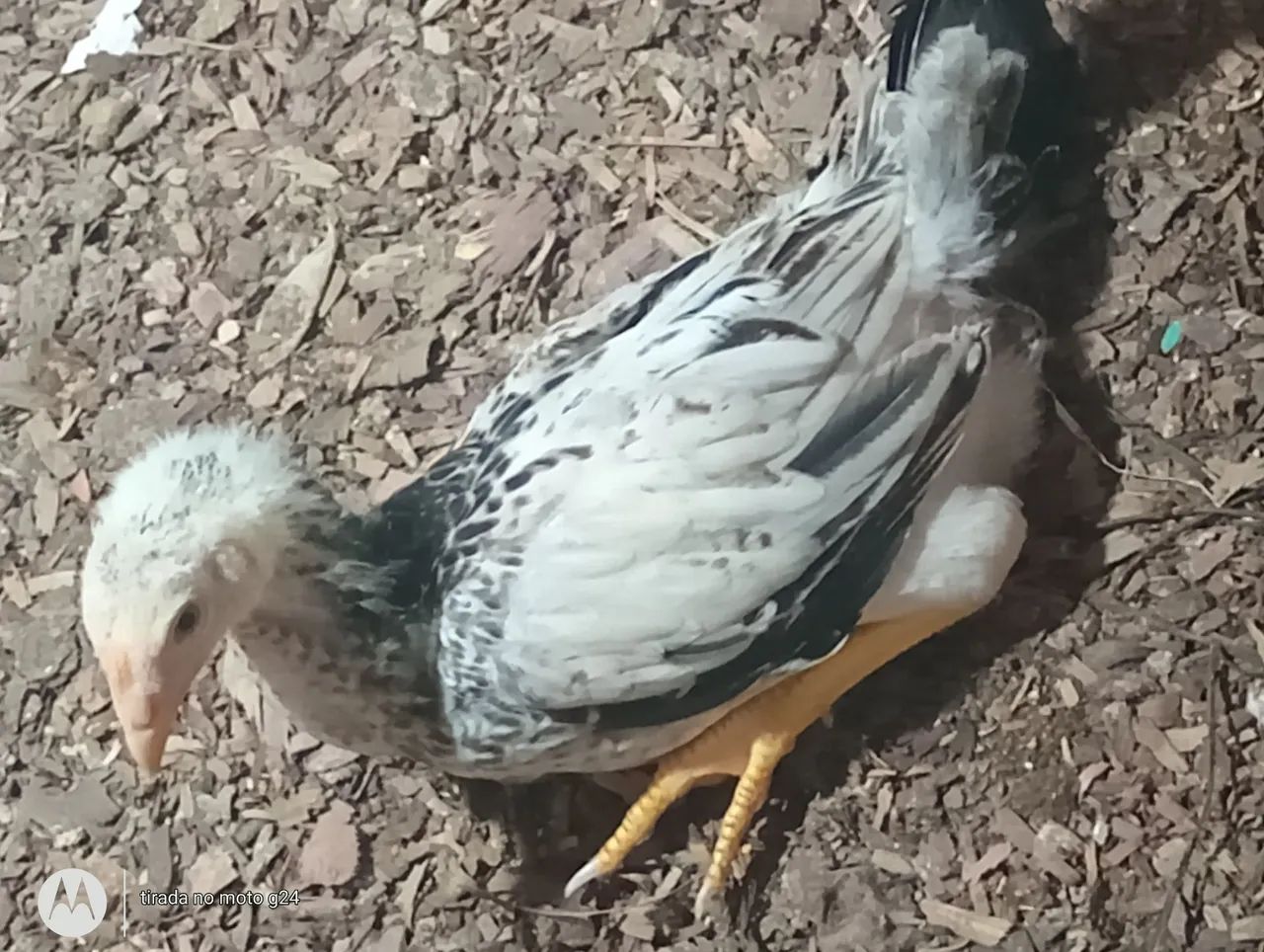 Franga índio Gigante Branco e preto.