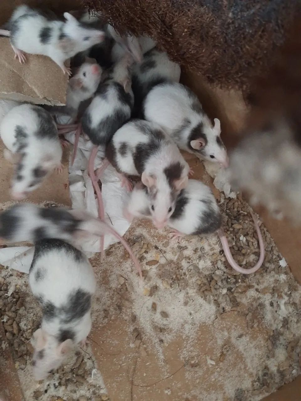 Rato Dongo 63824598256899120