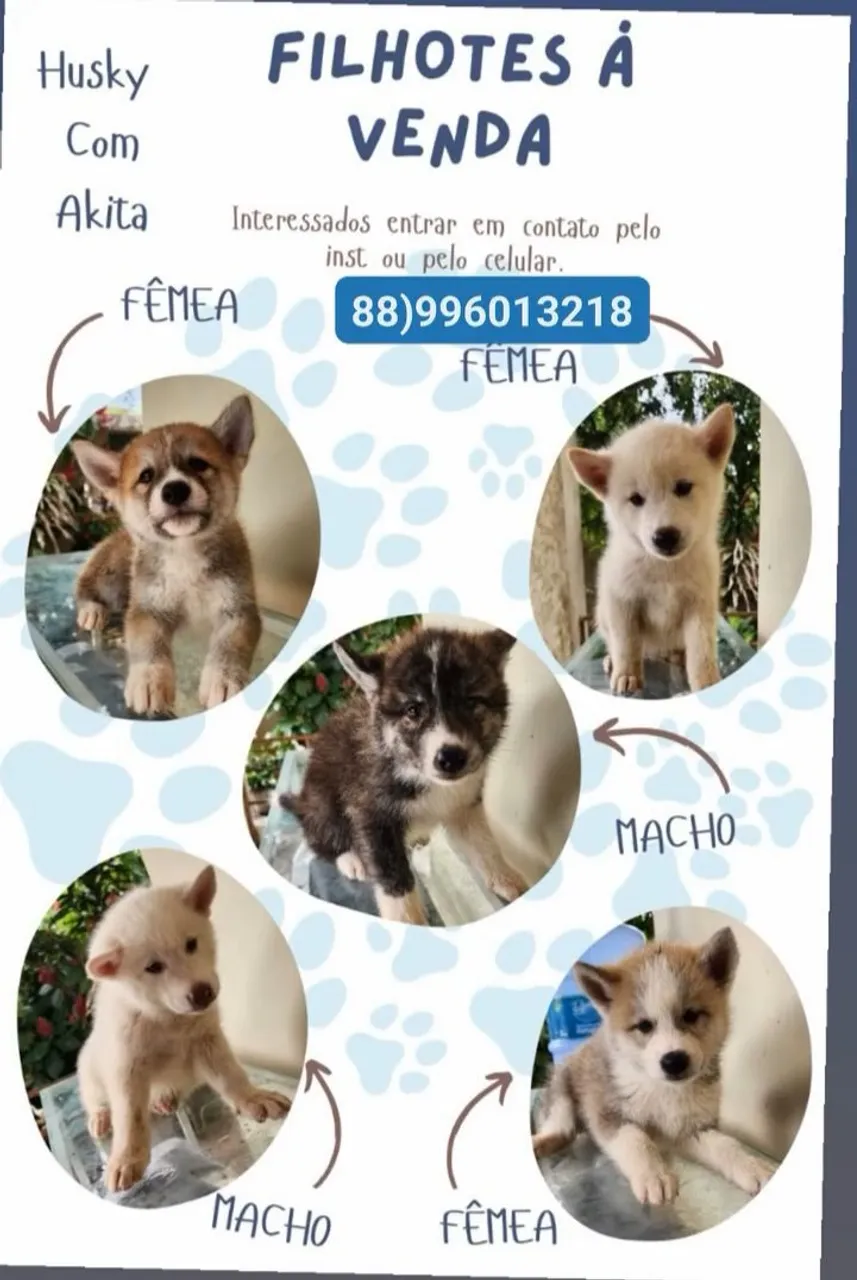 Filhotes de Husky com Akita à Venda