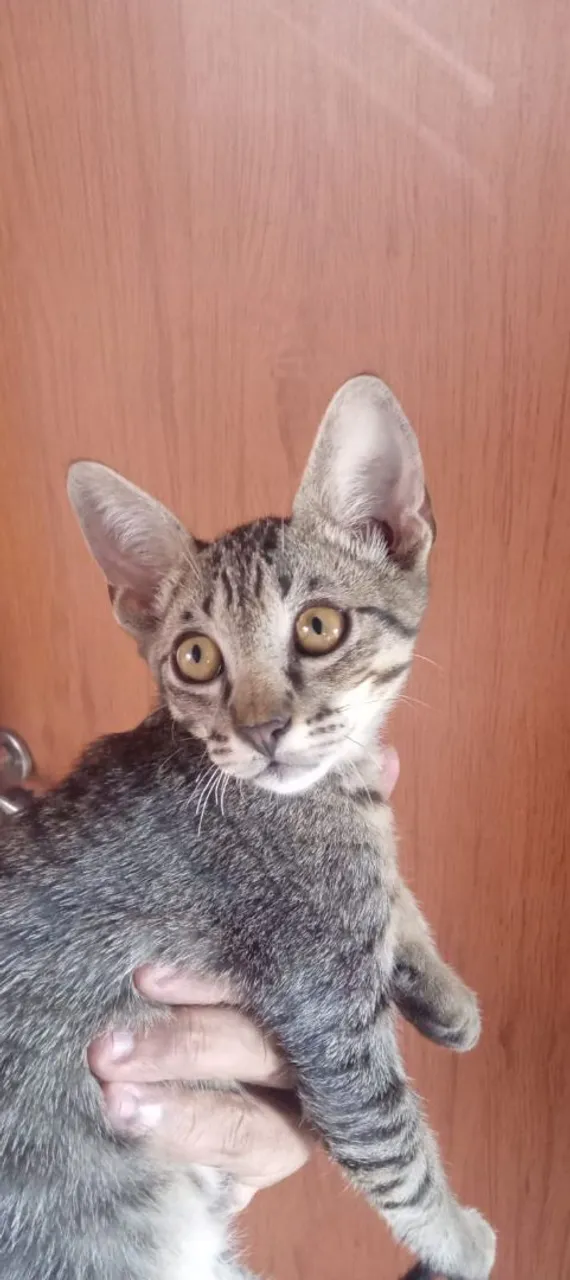 Gatinho filhote tigrado para adoção