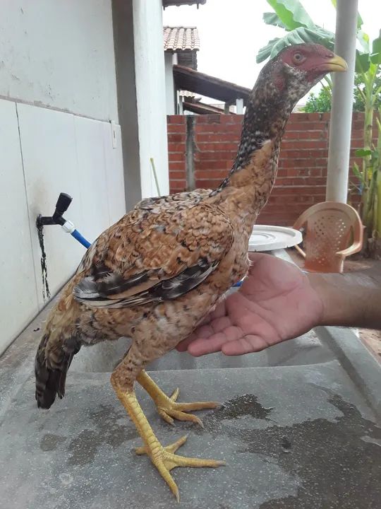 FRANGUINHOS DE RAÇA 