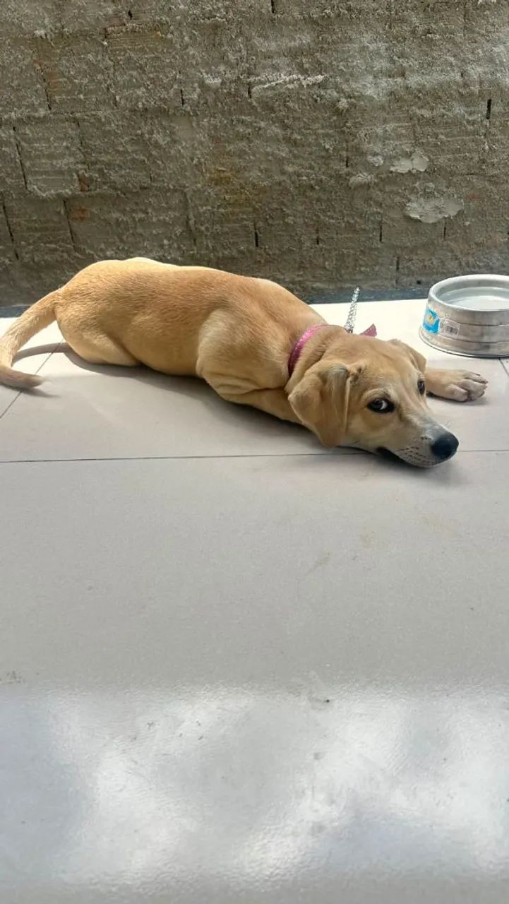 FILHOTES PRA DOAÇÃO  - Foto 4