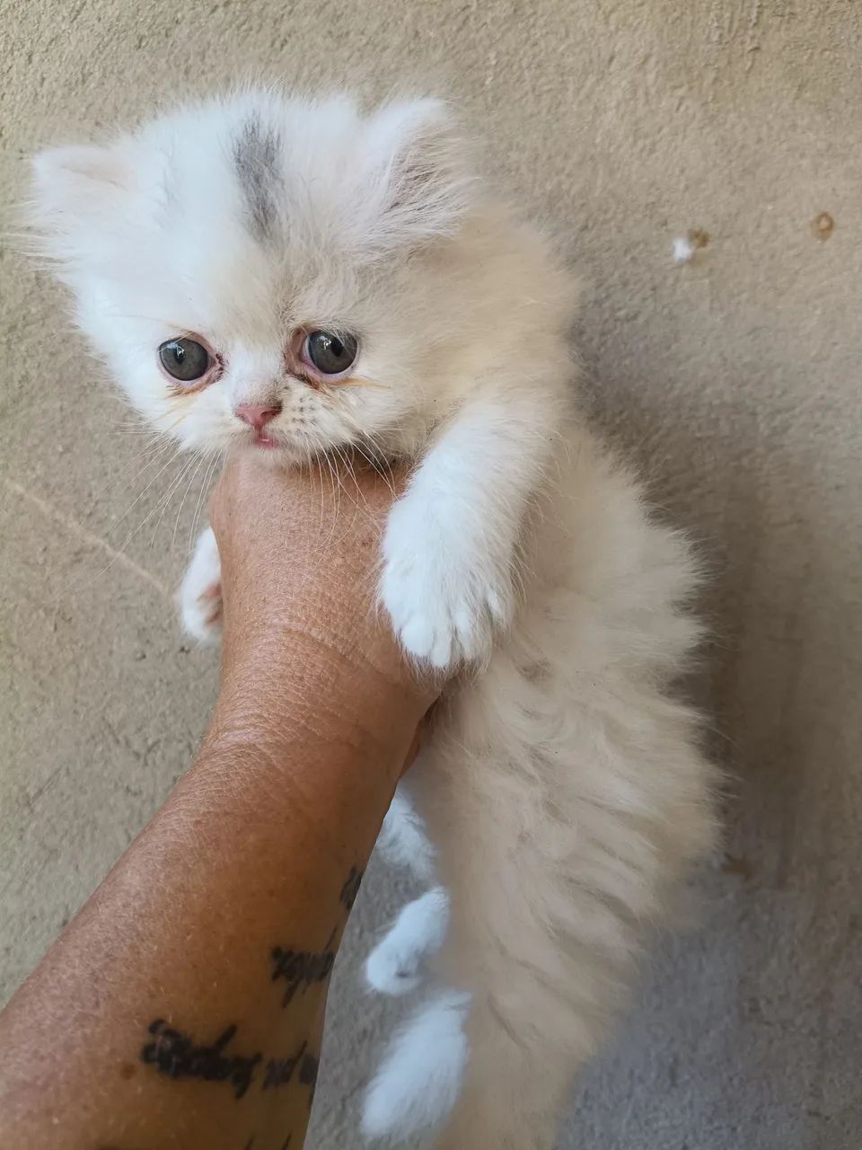 Vende gatos persa 
