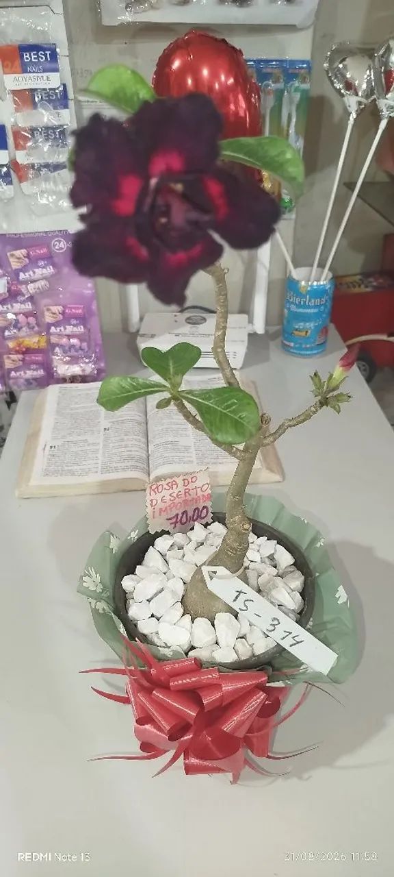 ROSA DO DESERTO 