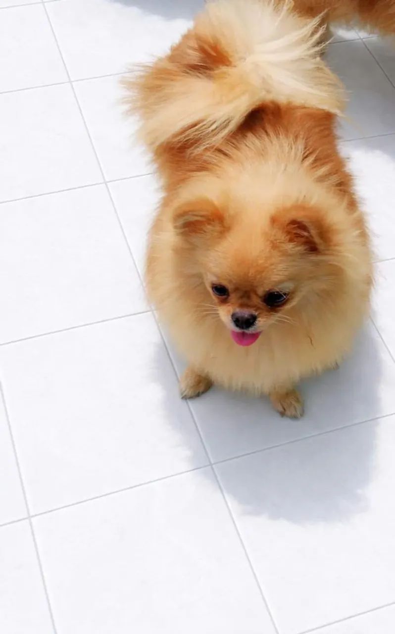 Spitz 