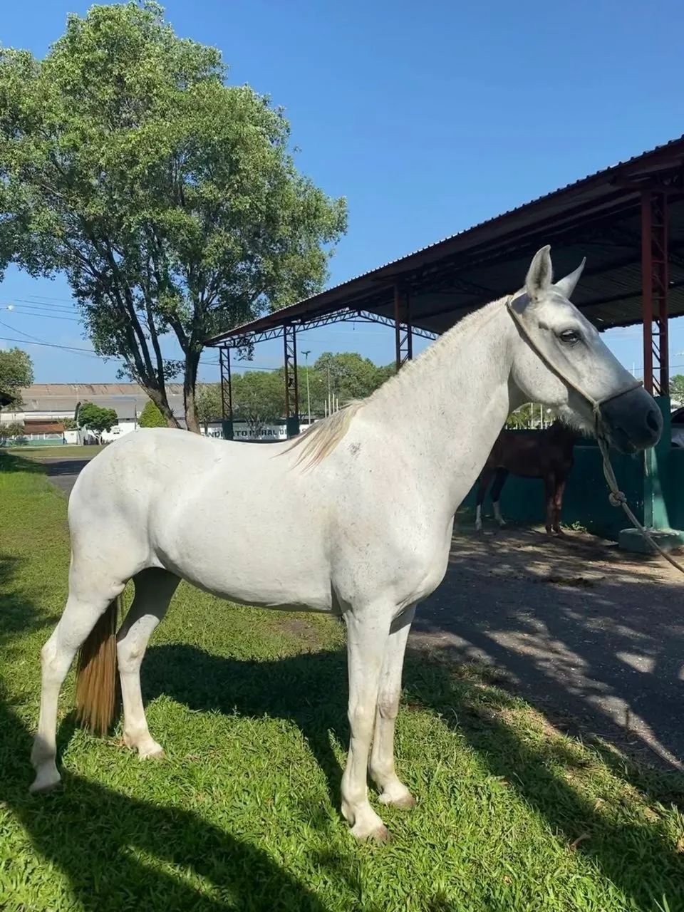 Vendo égua Mangalarga Machador
