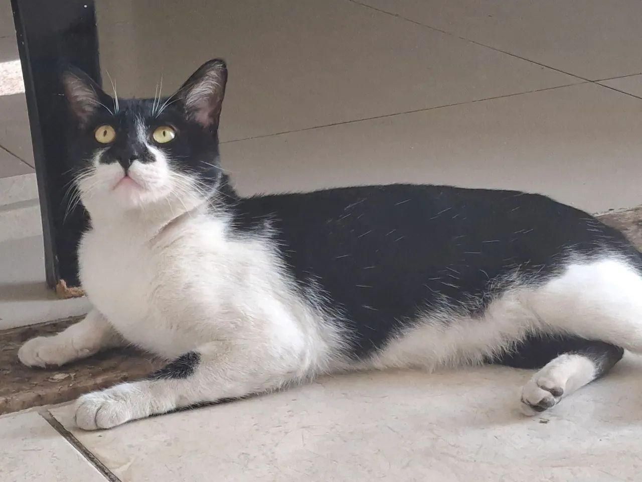 Adoção Responsável - Foto 2