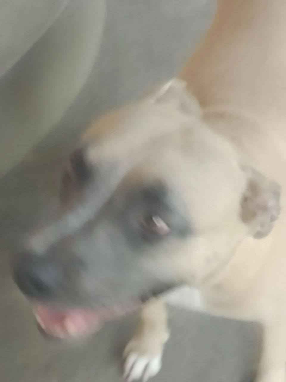 Cachorro  - Foto 4