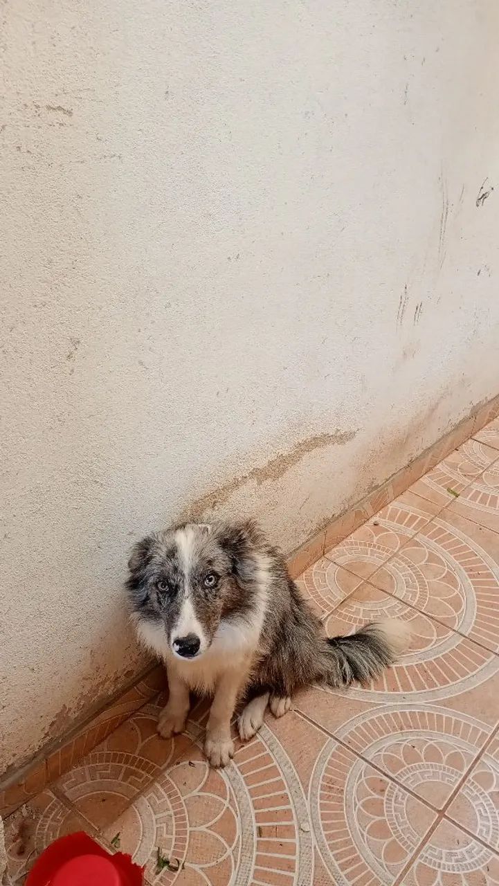 Vendo border colie 