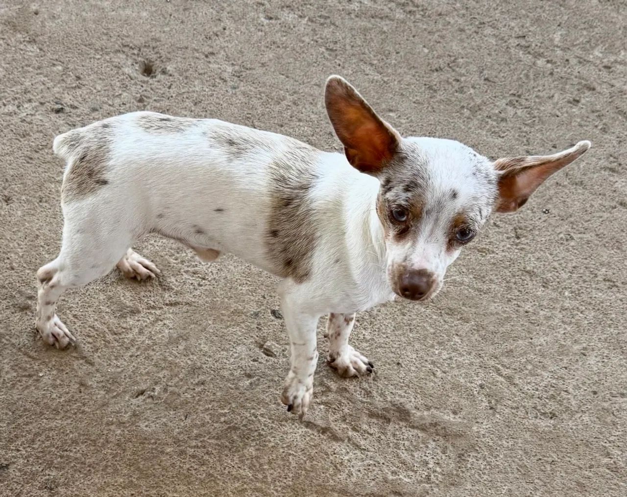 Pinscher macho Pield Merle - Foto 2