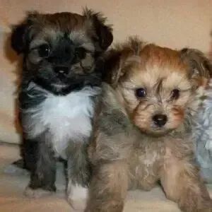 poodle x maltes