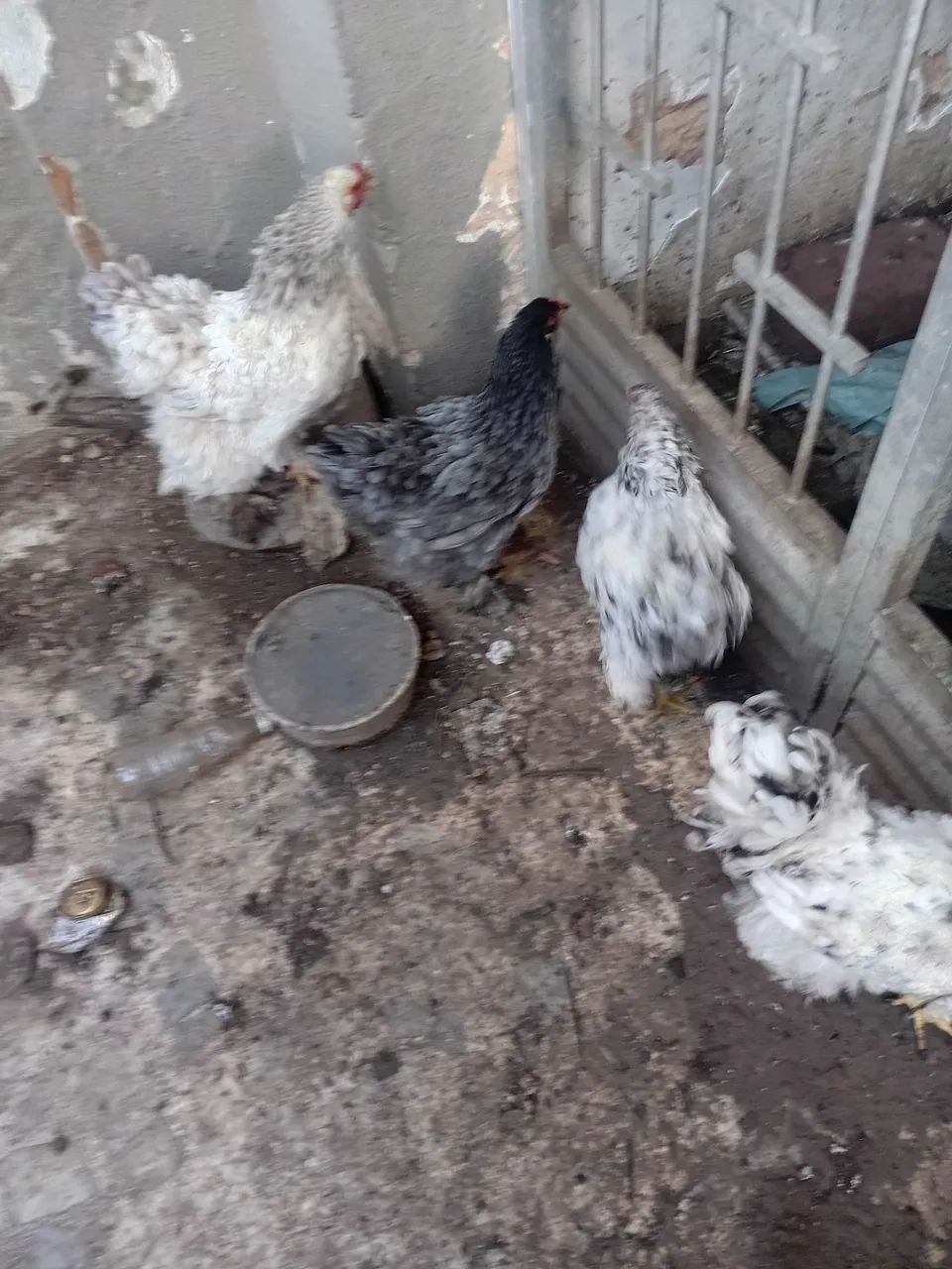 Vendo galinhas da raça Brahma  - Foto 2