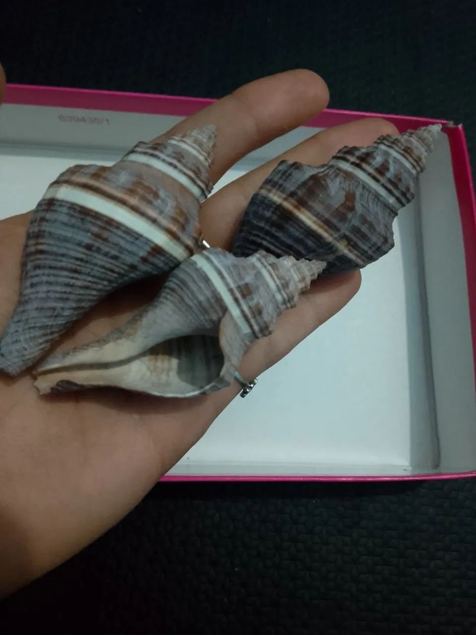 Kit 3 búzios maria-preta conchas de caramujo marinho 