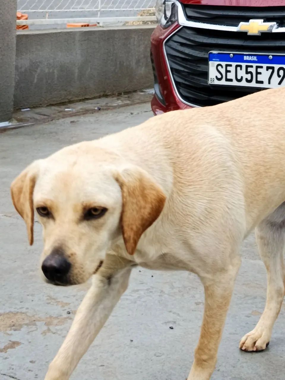 Doa-se cadela  - Foto 2