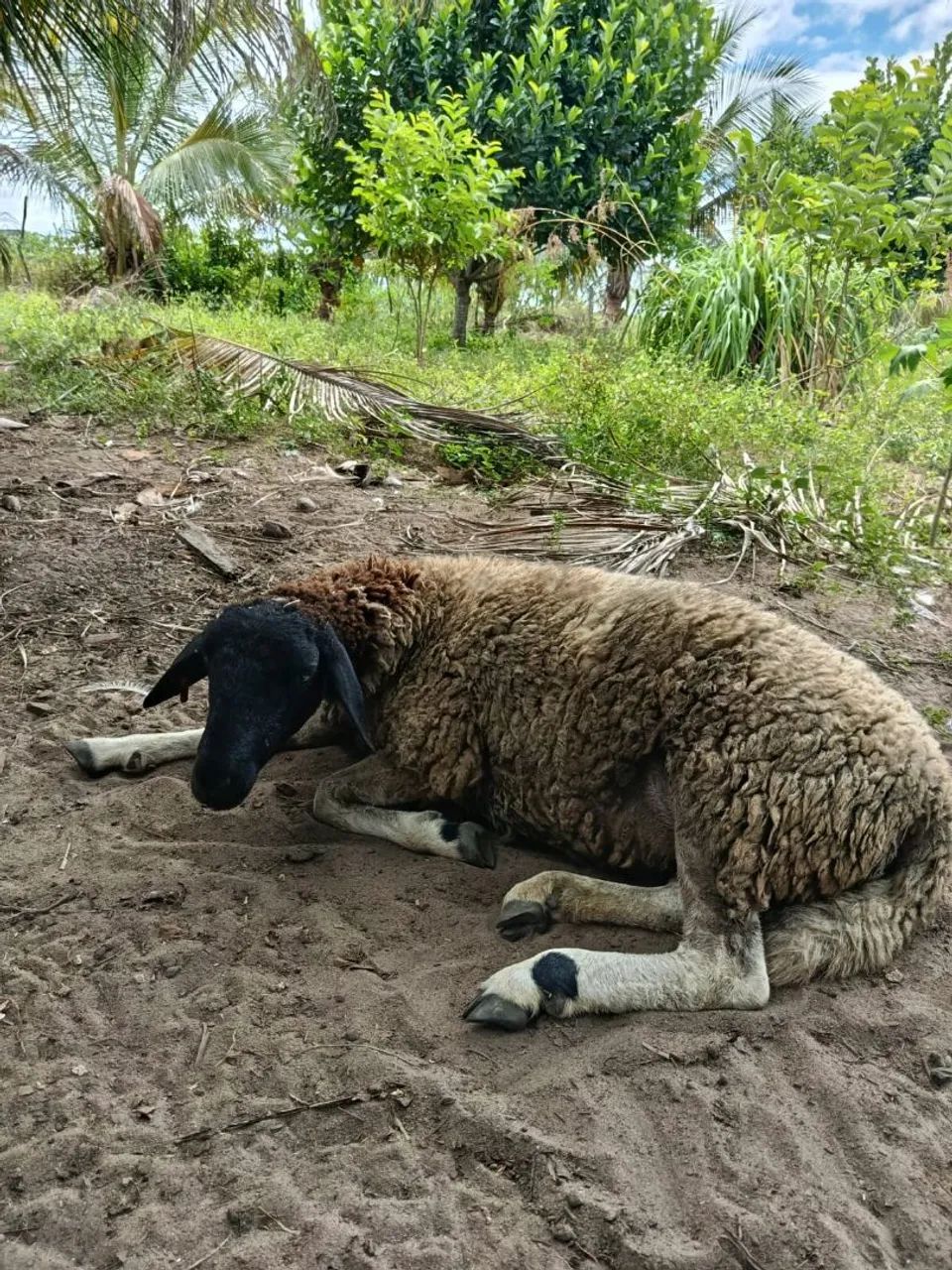 Carneiro e duas ovelha 