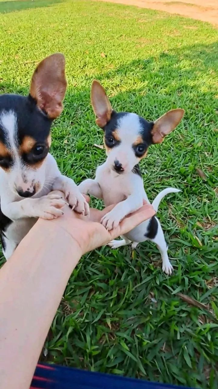 Pinscher  - Foto 5