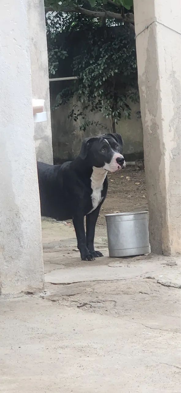 Filhotes para adoção  - Foto 3
