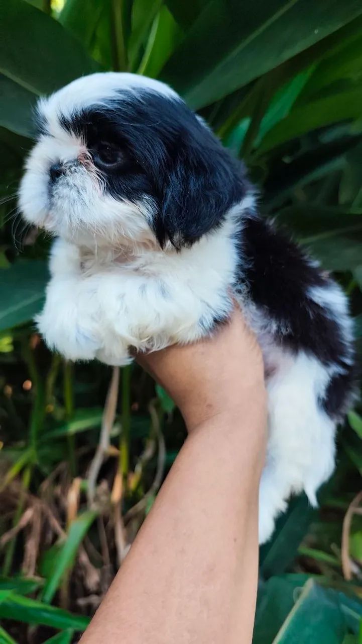Macjo de shihtzu a pronta entrega  - Foto 4