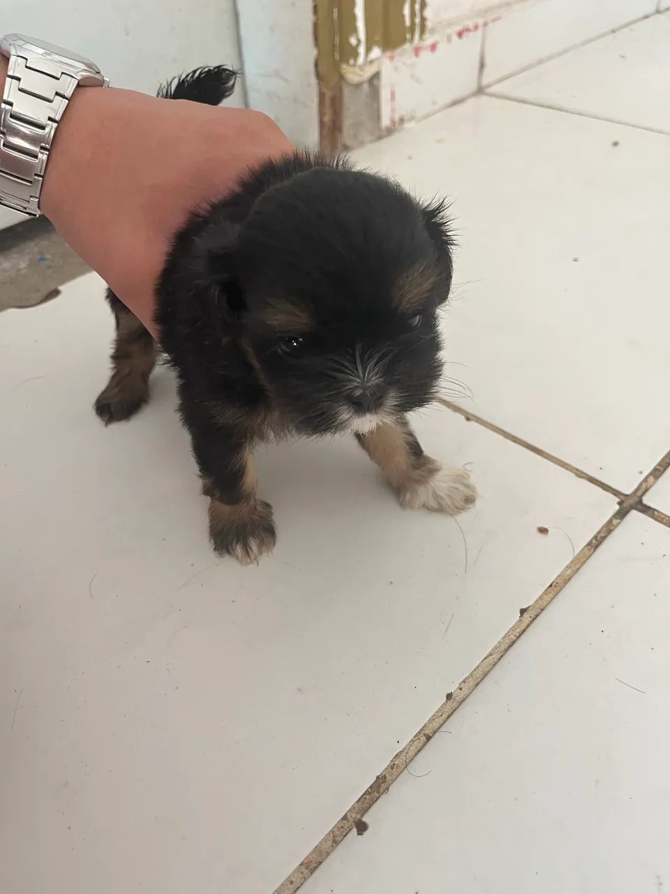 Cachorro shitzu  - Foto 4