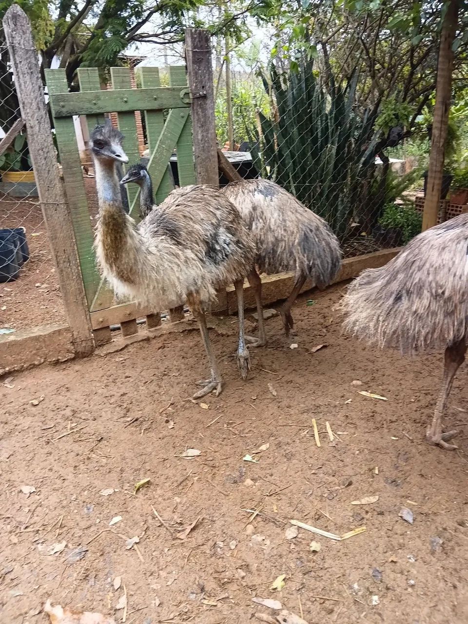 Emu macho  - Foto 2