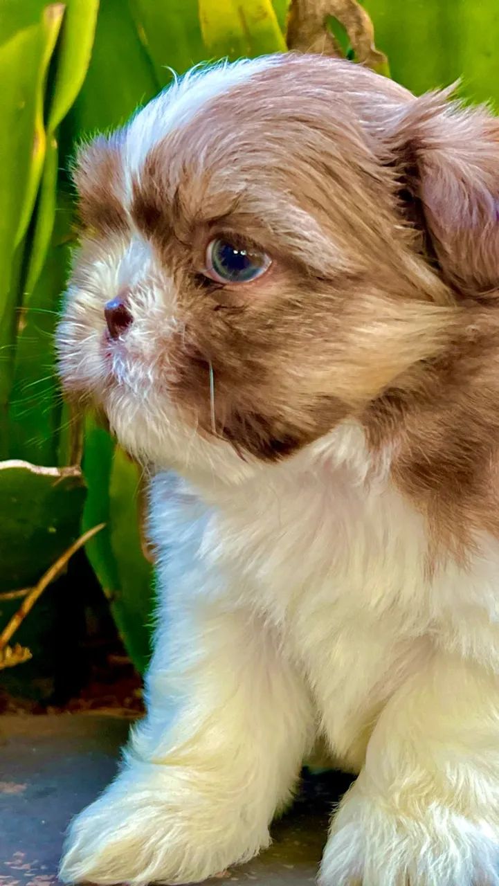 Shihtzu macho linhagem chocolate. - Foto 4