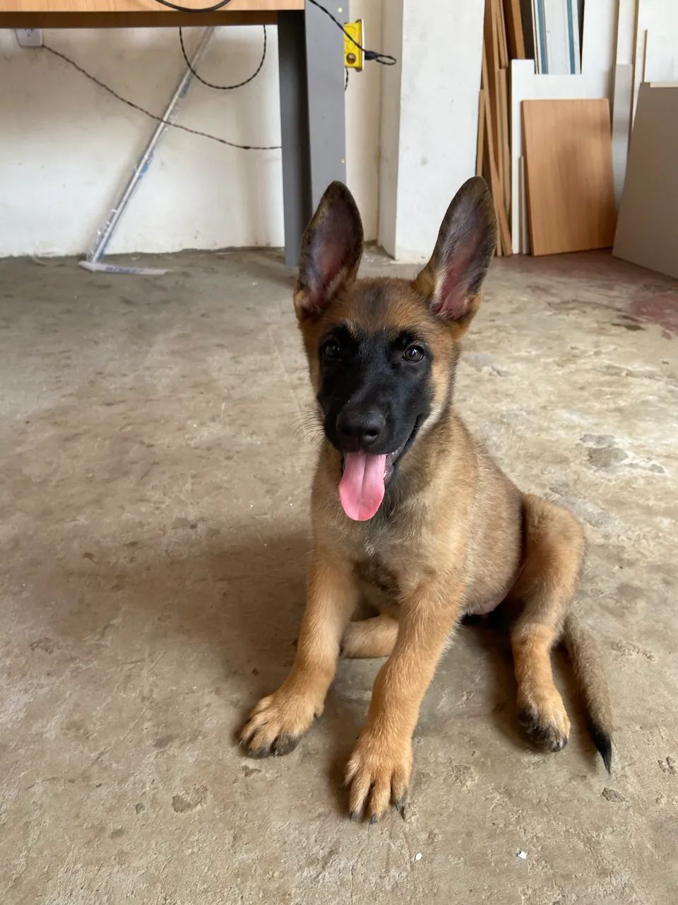 FILHOTES DE MALINOIS  - Foto 5