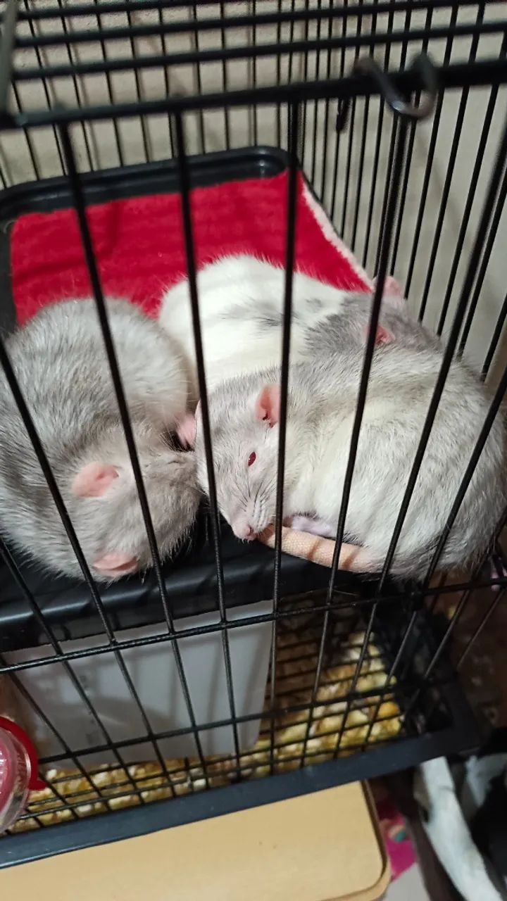 Vendo ratas - Foto 5
