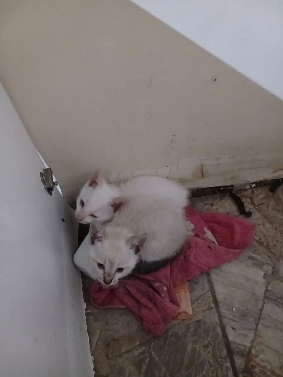Gato e gata  - Foto 3