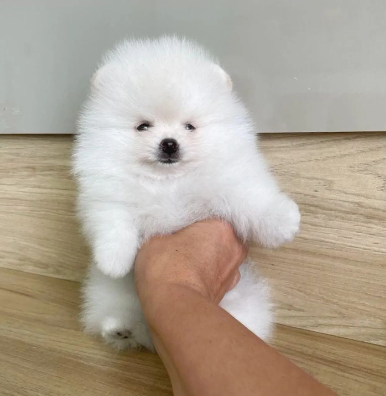 Lulu da Pomerânia Anões todas as cores - Foto 2