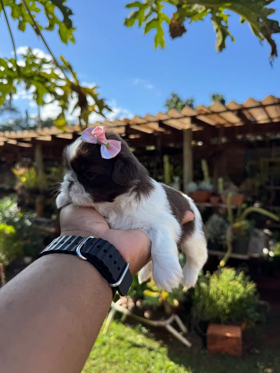 Shih Tzu mini chocolate com branco  - Foto 5
