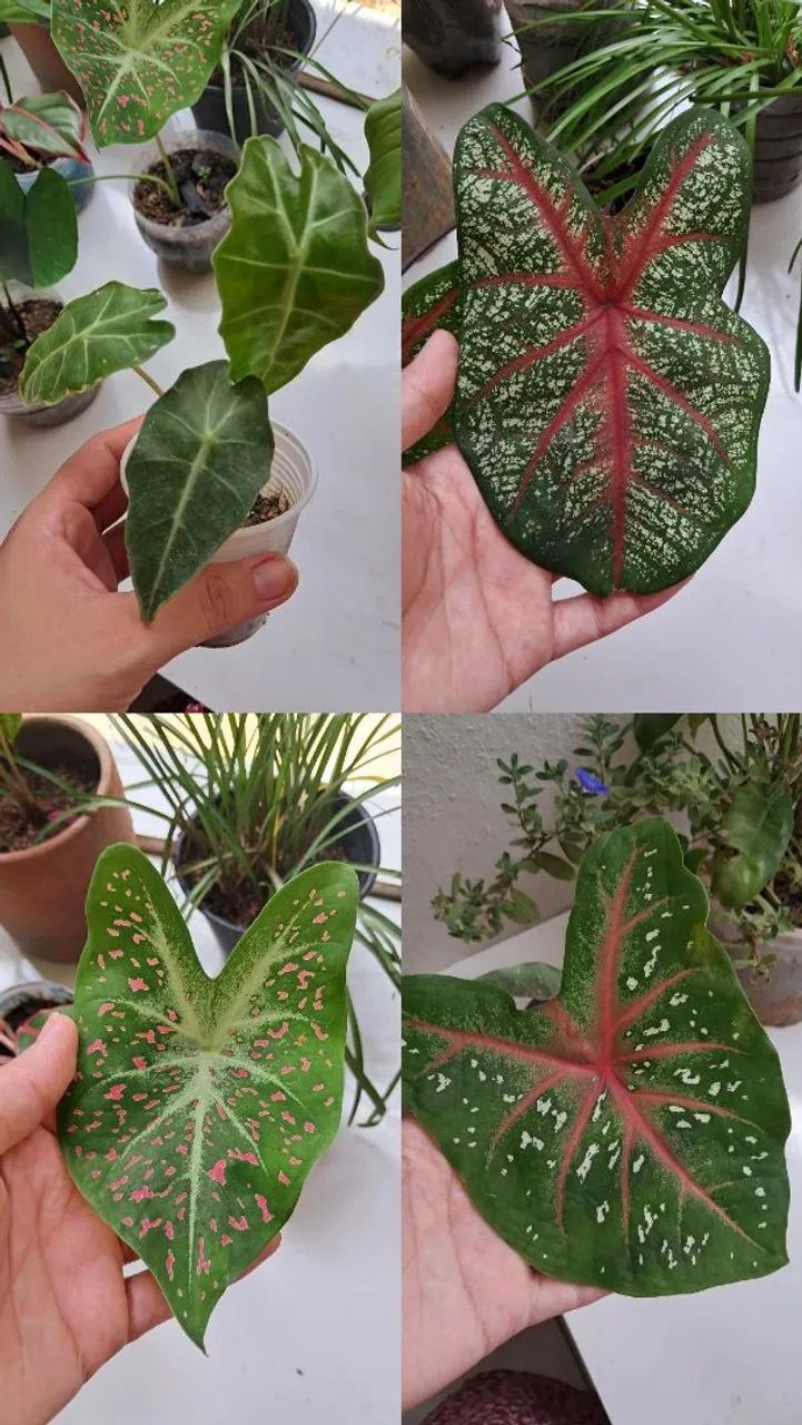 Plantas 