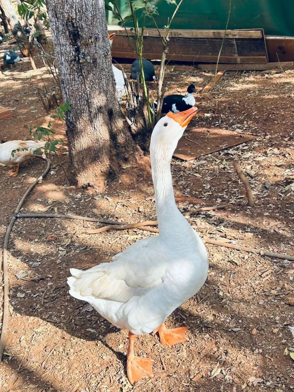 Vende_ se uma casal de ganso - Foto 2