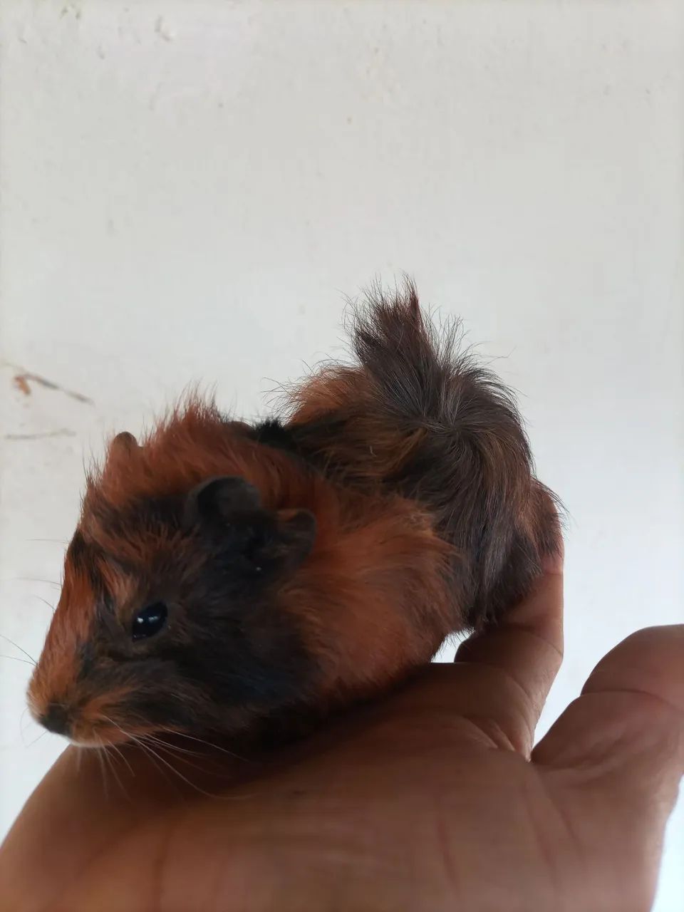 Porquinho da índia  - Foto 3