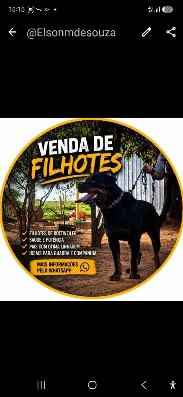Filhote - Foto 3