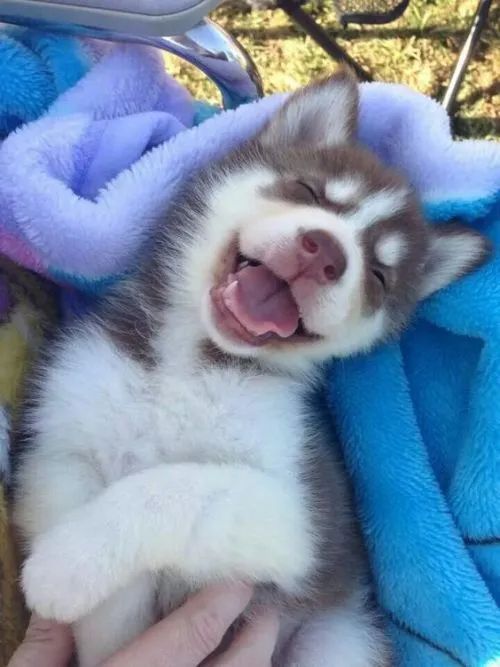 Husky siberiano Filhotes prontos para levar mais alegria ao seu lar