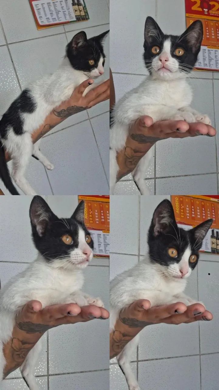 Doac de gatinho - Foto 2