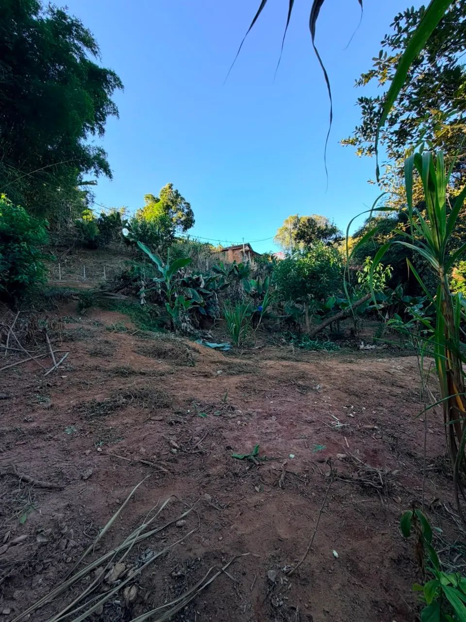 Lote na roça 